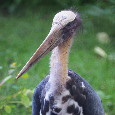 Lesser Adjutant Stork