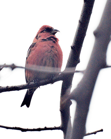 White-Winged Crossbill, Central Park