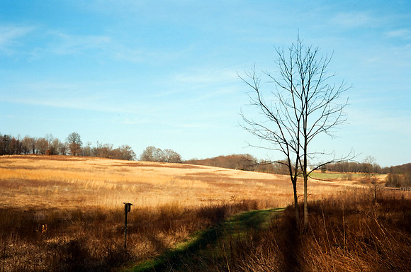 The Meadow, Longwood Gardens