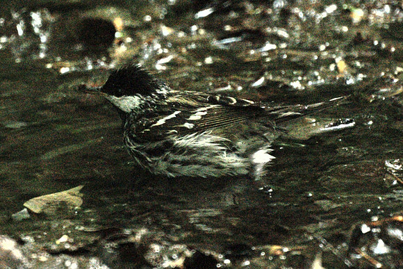 Blackpoll bathing