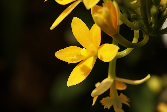 very yellow