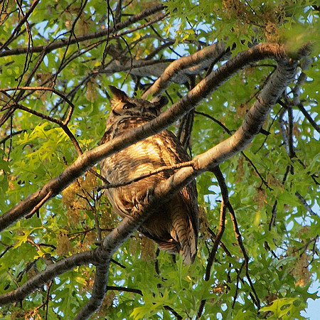 Great Horned Owl, Central Park