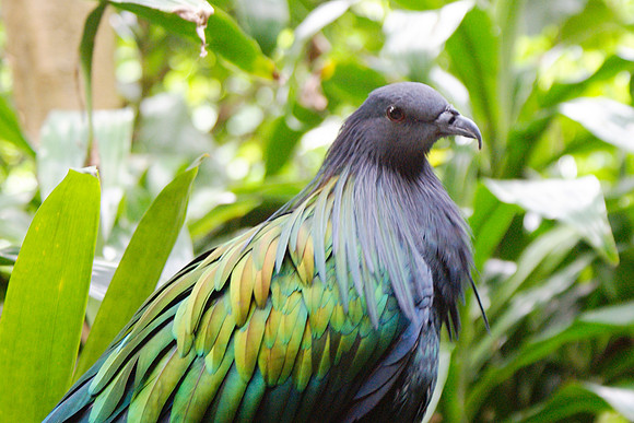 Nicobar pigeon portrait