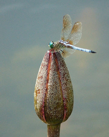 Blue Darter, Water Lily