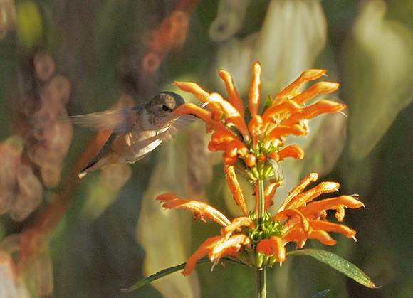 Rufous Hummingbird, Conservancy Garden