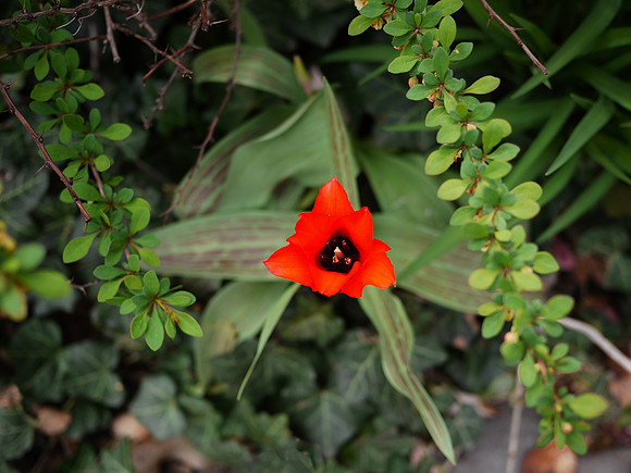 A red and black jewel