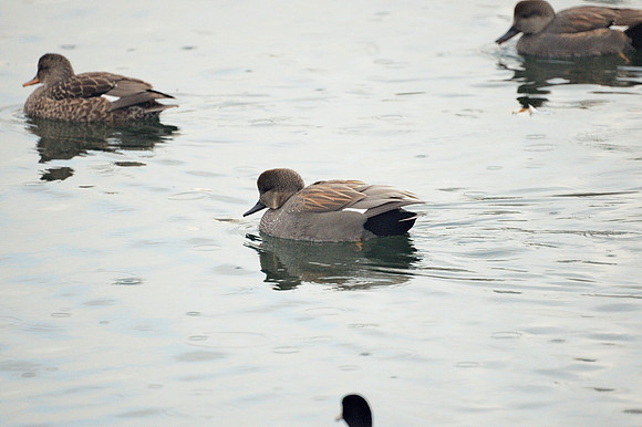 Gadwall, Central Park