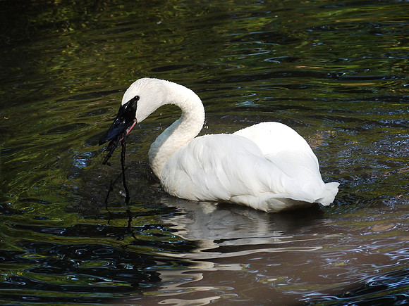 Swan, Queens Zoo