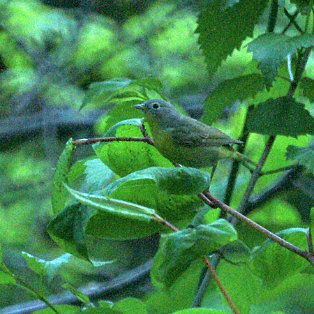 Nashville Warbler, Central Park