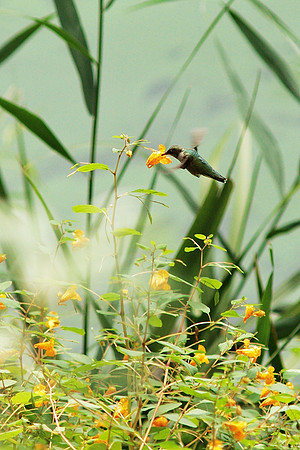 Ruby-Throated Hummingbird, Central Park