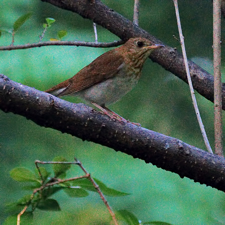 Veery, Central Park