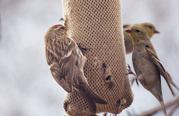 Redpoll and Goldfinch, Central Park