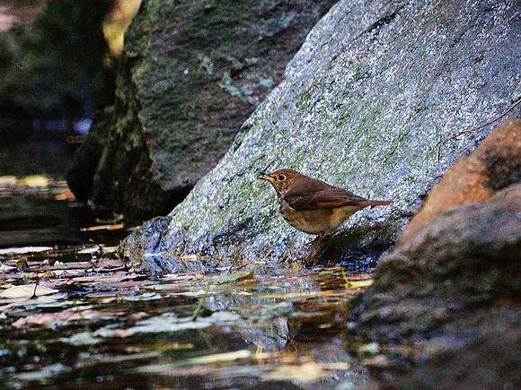 Hermit Thrush