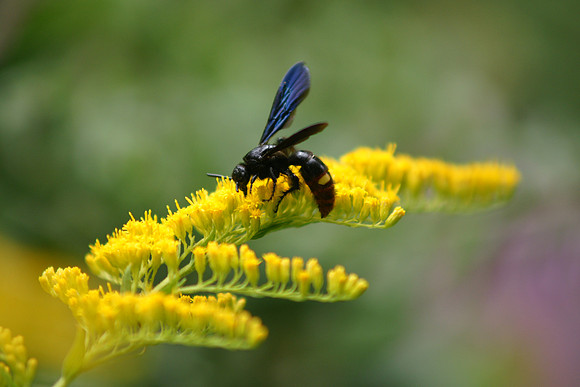 Hardworking wasp