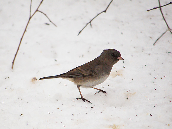Junco, Central Park