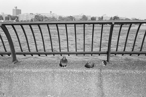 Pigeons, Carl Schurz Park promenade