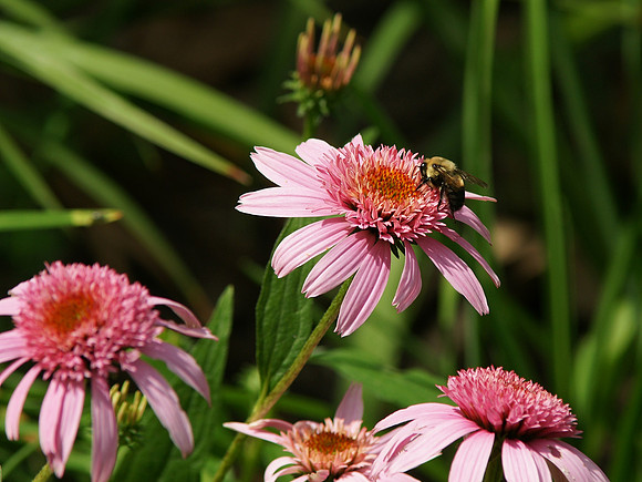 Bee, daisy