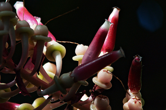 Parallel Botany