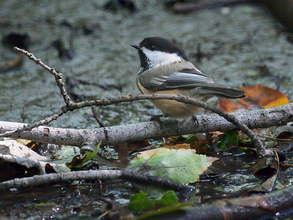 My little chickadee