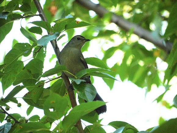 Catbird, Central Park