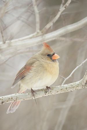Cardinal, Central Park