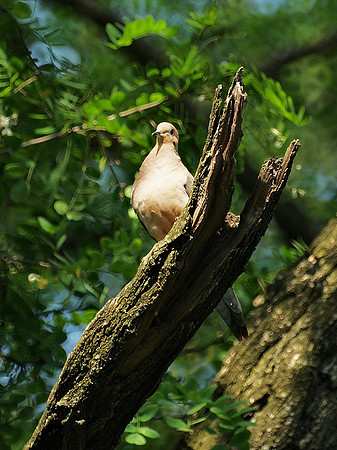 Mourning Dove, Central Park