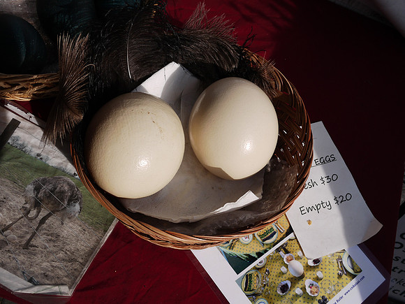 Ostrich eggs, Union Square Greenmarket