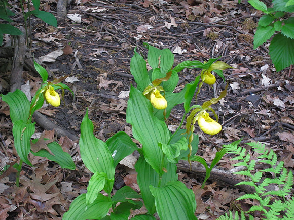 Cypripedium , Central Park