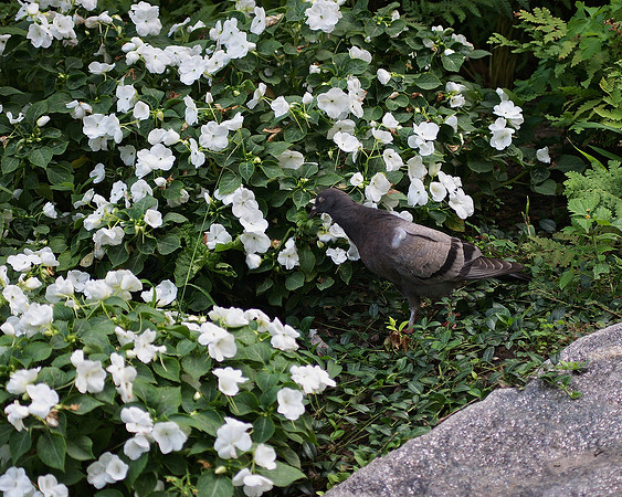 Pigeon vs Impatiens