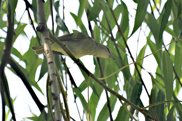 Red-Eyed Vireo, Central Park