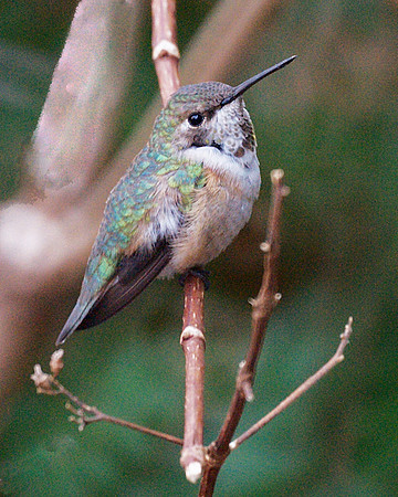 Rufous Hummingbird, Theodore Roosevelt Park