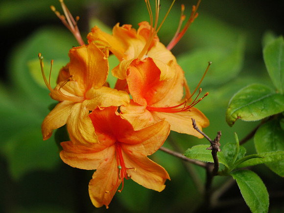 Azaleas