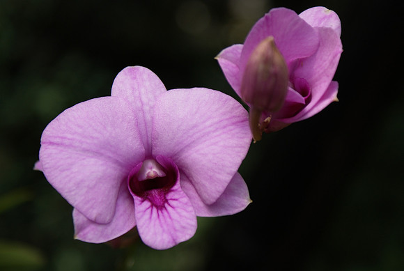 Dendrobium Eima-Pink