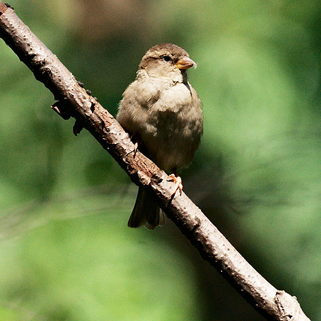 Sparrow, Central Park