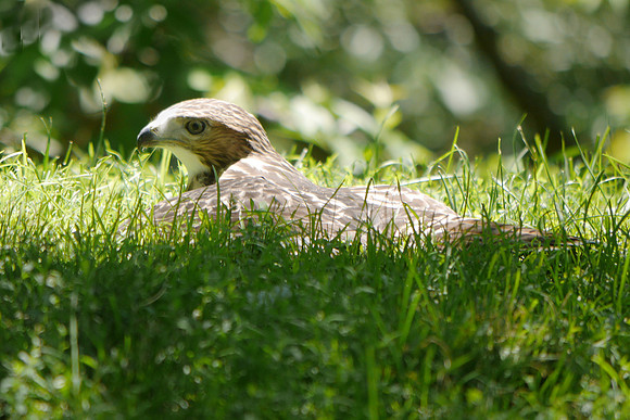 Red-Tailed Hawk fledgeling Central Park
