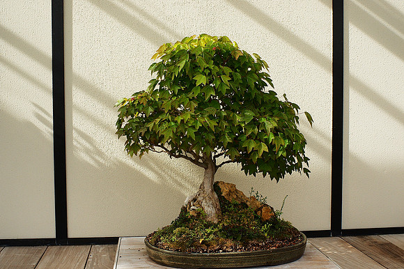 Bonsai maple, Longwood Gardens