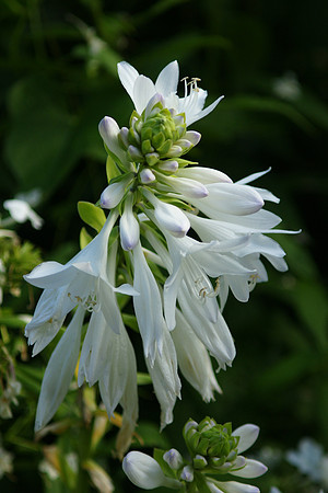 Hostas, Central Park Conservancy Garden