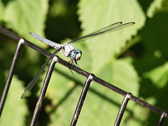 Blue Darter