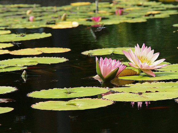 Air-Traffic Control, Brooklyn Botanic Garden