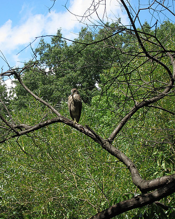 Juvenile Black-Crowned Night Heron, Upper Lobe of The Lake, Central Park