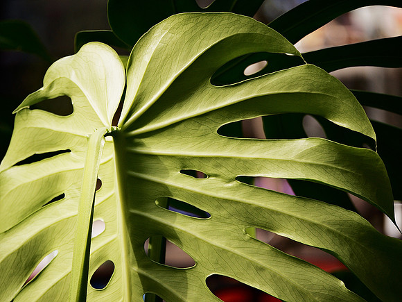 Monstera