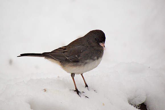 Junco in snow, Central Park