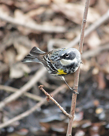 Yellow-Rumped Warbler, Central Park