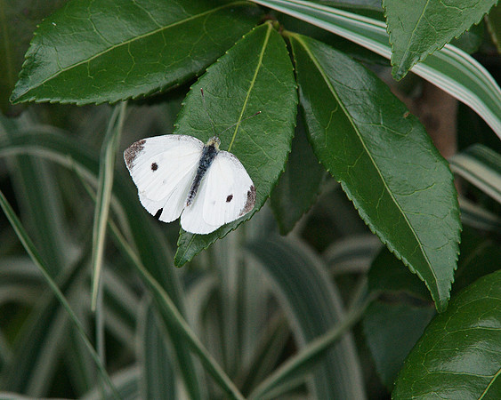 Cabbage Butterfly