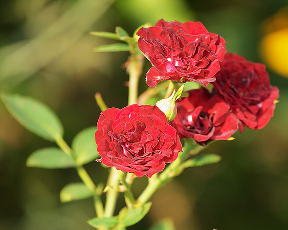 Roses, Brooklyn Botanic Garden
