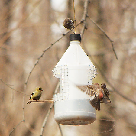 Finches