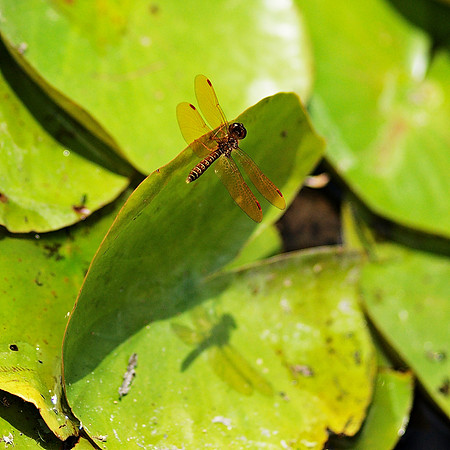 Dragonfly, Brooklyn Botanic Garden
