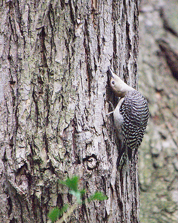 Red-Bellied Woodpecker, Theodore Roosevelt Park