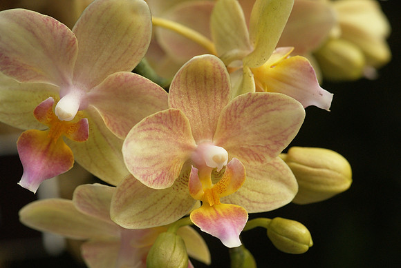 Phalaenopsis Brother Cassangold
