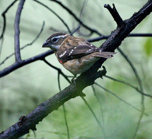 Rose-Breasted Grosbeak, Central Park